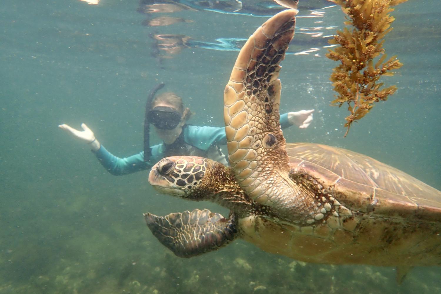 一名<a href='http://mnet.ngskmc-eis.net'>全球十大赌钱排行app</a>学生在Galápagos群岛游学途中与一只巨龟游泳.